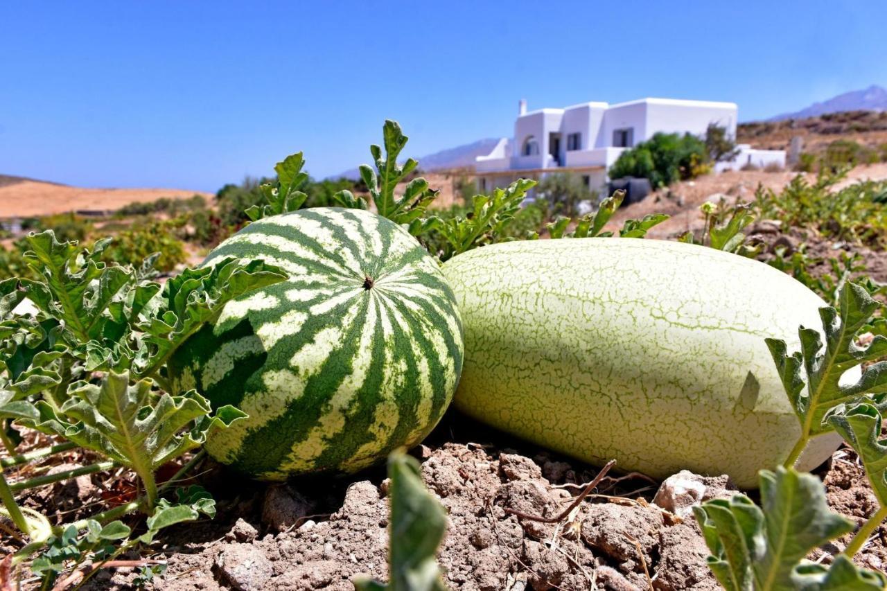 Relaxia Estate Naxos Apartment Galini  Екстериор снимка
